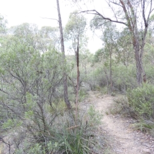 Xanthorrhoea concava at Bungonia, NSW - suppressed