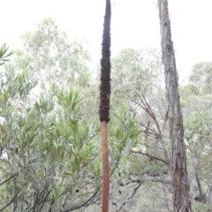Xanthorrhoea concava at Bungonia, NSW - 16 Apr 2016
