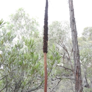 Xanthorrhoea concava at Bungonia, NSW - suppressed