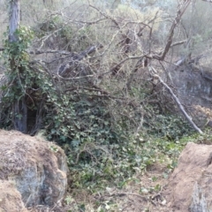 Hedera sp. (helix or hibernica) (Ivy) at Mount Majura - 18 Apr 2016 by waltraud