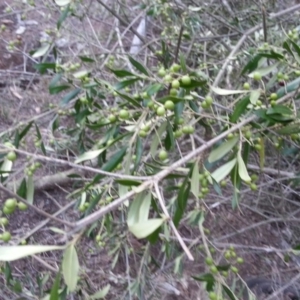Olea europaea subsp. cuspidata at Hackett, ACT - 18 Apr 2016
