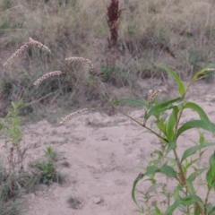 Persicaria lapathifolia (Pale Knotweed) at Paddys River, ACT - 18 Jan 2016 by michaelb