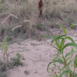 Persicaria lapathifolia at Paddys River, ACT - 18 Jan 2016 08:22 PM