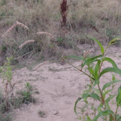 Persicaria lapathifolia (Pale Knotweed) at Paddys River, ACT - 18 Jan 2016 by MichaelBedingfield