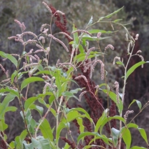 Persicaria lapathifolia at Paddys River, ACT - 18 Jan 2016