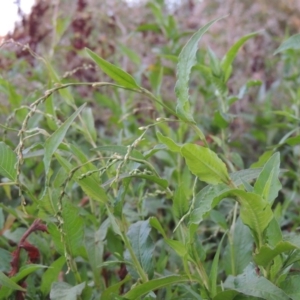 Persicaria hydropiper at Paddys River, ACT - 18 Jan 2016 08:25 PM