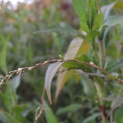 Persicaria hydropiper at Paddys River, ACT - 18 Jan 2016