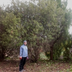 Olea europaea subsp. cuspidata (African Olive) at Hackett, ACT - 16 Apr 2016 by waltraud