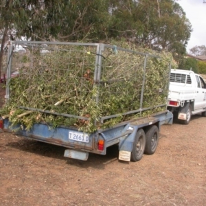 Olea europaea subsp. cuspidata at Hackett, ACT - 17 Apr 2016