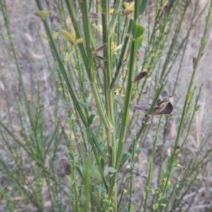 Cytisus scoparius subsp. scoparius at Campbell, ACT - 18 Apr 2016