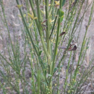 Cytisus scoparius subsp. scoparius (Scotch Broom, Broom, English Broom) at Legacy Park Woodland Reserve - 18 Apr 2016 by MichaelMulvaney