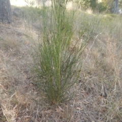 Cytisus scoparius subsp. scoparius at Campbell, ACT - 18 Apr 2016