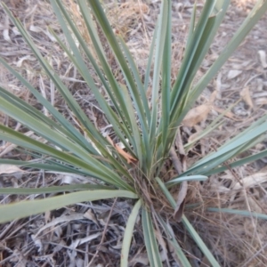 Dianella sp. aff. longifolia (Benambra) at Campbell, ACT - 18 Apr 2016 05:12 PM