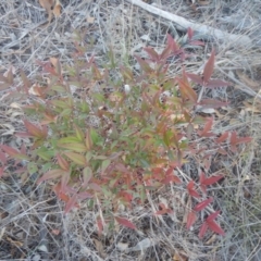 Nandina domestica (Sacred Bamboo) at Legacy Park Woodland Reserve - 18 Apr 2016 by MichaelMulvaney