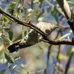 Chrysococcyx lucidus (Shining Bronze-Cuckoo) at Red Hill, ACT - 26 Feb 2016 by roymcd