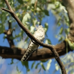 Chrysococcyx lucidus at Red Hill, ACT - 26 Feb 2016