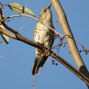 Chrysococcyx lucidus at Red Hill, ACT - 26 Feb 2016 06:38 PM