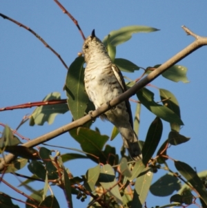 Chrysococcyx lucidus at Red Hill, ACT - 26 Feb 2016