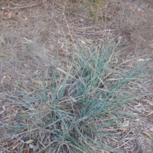 Dianella sp. aff. longifolia (Benambra) at Campbell, ACT - 18 Apr 2016