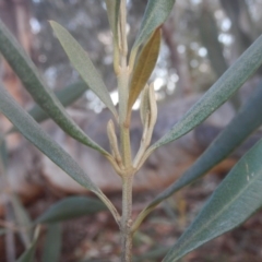 Olea europaea subsp. cuspidata (African Olive) at Legacy Park Woodland Reserve - 18 Apr 2016 by MichaelMulvaney