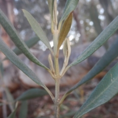 Olea europaea subsp. cuspidata (African Olive) at Campbell, ACT - 18 Apr 2016 by MichaelMulvaney