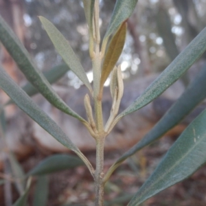 Olea europaea subsp. cuspidata at Campbell, ACT - 18 Apr 2016