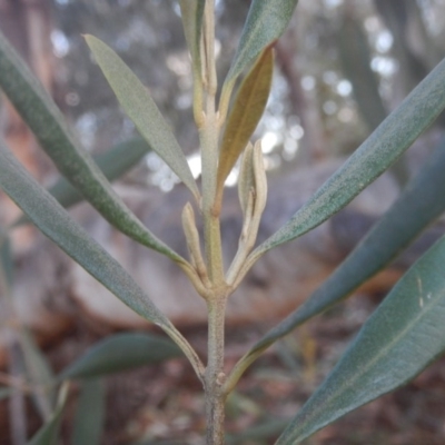 Olea europaea subsp. cuspidata (African Olive) at Legacy Park Woodland Reserve - 18 Apr 2016 by MichaelMulvaney