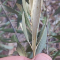 Olea europaea subsp. cuspidata at Campbell, ACT - 18 Apr 2016