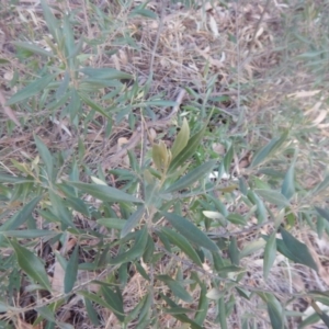 Olea europaea subsp. cuspidata at Campbell, ACT - 18 Apr 2016