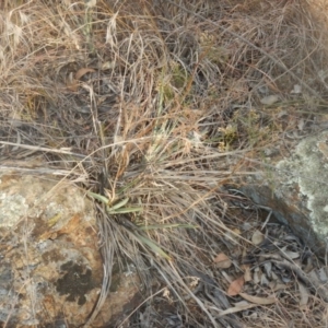 Dianella sp. aff. longifolia (Benambra) at Campbell, ACT - 18 Apr 2016
