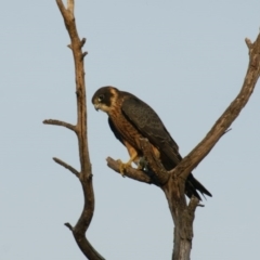 Falco longipennis (Australian Hobby) at Garran, ACT - 5 Apr 2016 by roymcd