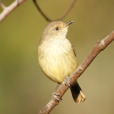 Acanthiza reguloides (Buff-rumped Thornbill) at Red Hill, ACT - 9 Dec 2015 by roymcd