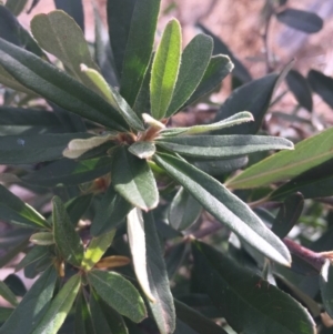 Pyracantha angustifolia at Majura, ACT - 19 Apr 2016 04:39 PM