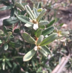 Pyracantha angustifolia at Majura, ACT - 19 Apr 2016