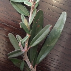 Pyracantha angustifolia at Majura, ACT - 19 Apr 2016