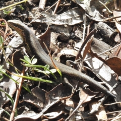 Pseudemoia entrecasteauxii (Woodland Tussock-skink) at Namadgi National Park - 18 Apr 2016 by JohnBundock