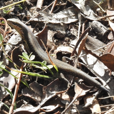 Pseudemoia entrecasteauxii (Woodland Tussock-skink) at Mount Clear, ACT - 19 Apr 2016 by JohnBundock