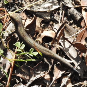 Pseudemoia entrecasteauxii at Mount Clear, ACT - 19 Apr 2016