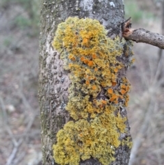 Teloschistes sp. (A lichen) at Hackett, ACT - 19 Apr 2016 by waltraud