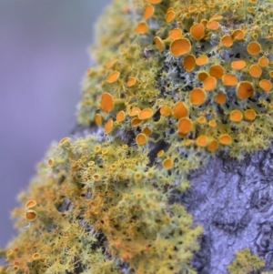 Teloschistes sp. (genus) at Hackett, ACT - 19 Apr 2016