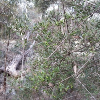 Olea europaea subsp. cuspidata (African Olive) at Mount Majura - 19 Apr 2016 by waltraud