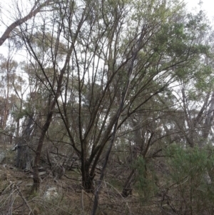 Olea europaea subsp. cuspidata at Hackett, ACT - 19 Apr 2016 03:59 PM