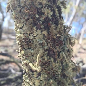 Usnea sp. (genus) at Majura, ACT - 20 Apr 2016 01:41 PM