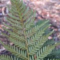 Pteridium esculentum (Bracken) at Mount Majura - 20 Apr 2016 by AaronClausen