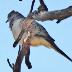 Geopelia placida (Peaceful Dove) at Paddys River, ACT - 20 Apr 2016 by JohnBundock