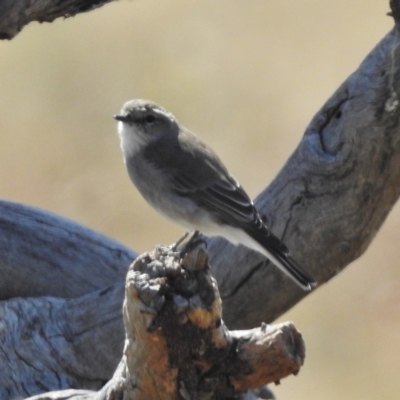 Microeca fascinans (Jacky Winter) at Paddys River, ACT - 20 Apr 2016 by JohnBundock