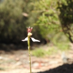 Eriochilus cucullatus (Parson's Bands) at Tennent, ACT - 20 Apr 2016 by ArcherCallaway