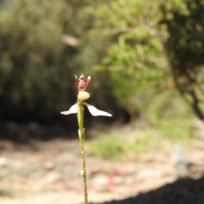 Eriochilus cucullatus (Parson's Bands) at Tennent, ACT - 20 Apr 2016 by ArcherCallaway