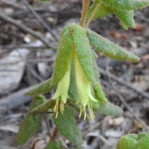 Correa reflexa var. reflexa at Tennent, ACT - 20 Apr 2016