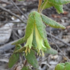 Correa reflexa var. reflexa (Common Correa, Native Fuchsia) at Tennent, ACT - 20 Apr 2016 by RyuCallaway